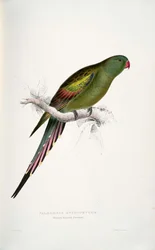Polytelis anthopeplus
